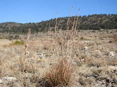 Asphodelus fistulosus