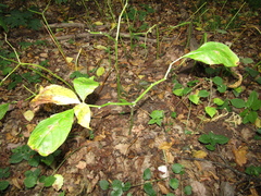 Scopolia carniolica