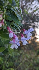 Lathyrus vestitus