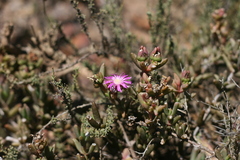 Delosperma robustum