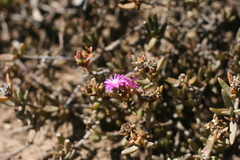 Delosperma robustum