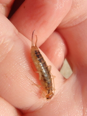 Labidura riparia
