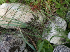 Conioselinum gmelinii