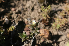 Delosperma uitenhagense