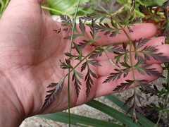 Conioselinum gmelinii