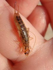 Labidura riparia