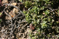 Delosperma uitenhagense