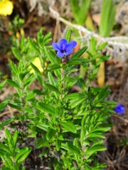 Glandora prostrata lusitanica