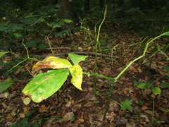 Scopolia carniolica