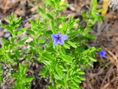 Glandora prostrata lusitanica
