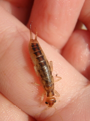 Labidura riparia
