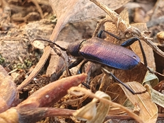 Callidium violaceum