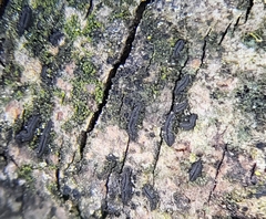 Alyxoria varia