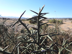 Koeberlinia spinosa