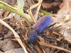 Callidium violaceum