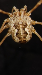 Phalangium opilio