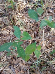 Ditrysinia fruticosa