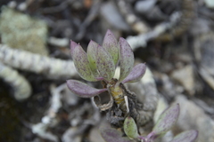 Curio crassulifolius