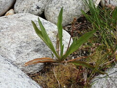 Plantago macrocarpa