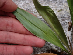 Plantago macrocarpa