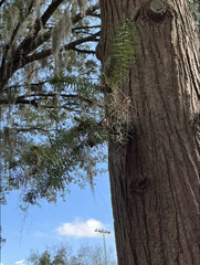 Cunninghamia lanceolata