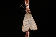 Charanyca trigrammica