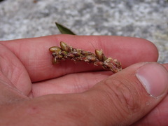 Plantago macrocarpa