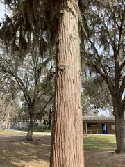 Cunninghamia lanceolata