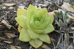 Haworthia cymbiformis