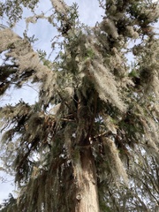 Cunninghamia lanceolata