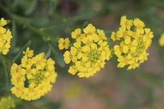 Aurinia saxatilis