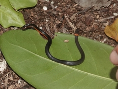 Diadophis punctatus punctatus