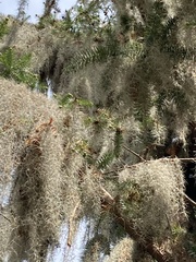 Cunninghamia lanceolata