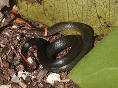 Diadophis punctatus punctatus