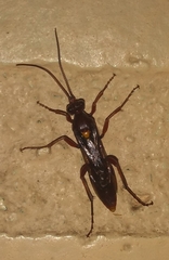 Apocrita
