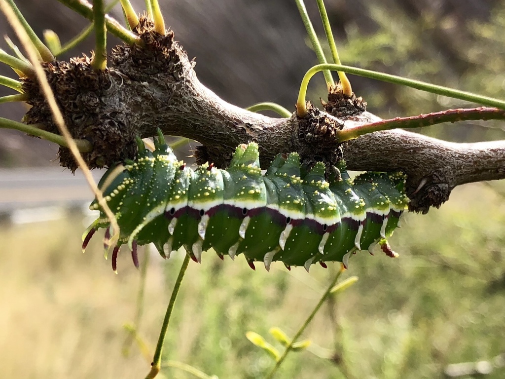 Hubbard's Silk Moth