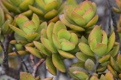 Crassula rubricaulis