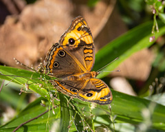 Junonia zonalis