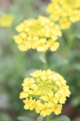 Aurinia saxatilis