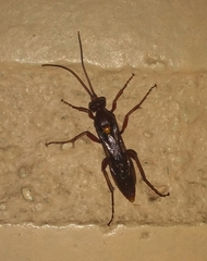 Apocrita