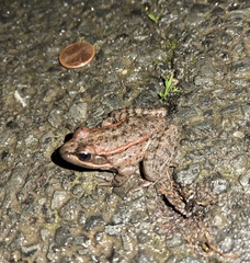 Rana draytonii