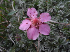 Potentilla nitida