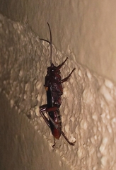 Apocrita