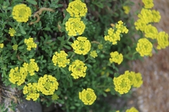 Aurinia saxatilis