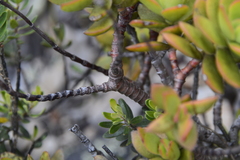 Crassula rubricaulis
