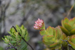 Crassula rubricaulis