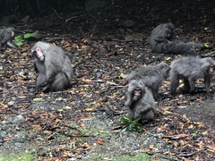 Macaca fuscata yakui