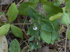 Blepharis maderaspatensis