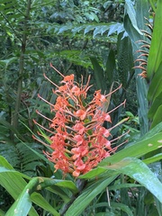 Hedychium coccineum