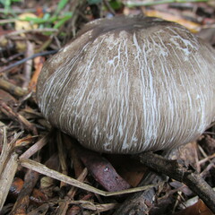 Agaricus endoxanthus
